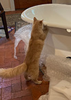 Cat With Tub